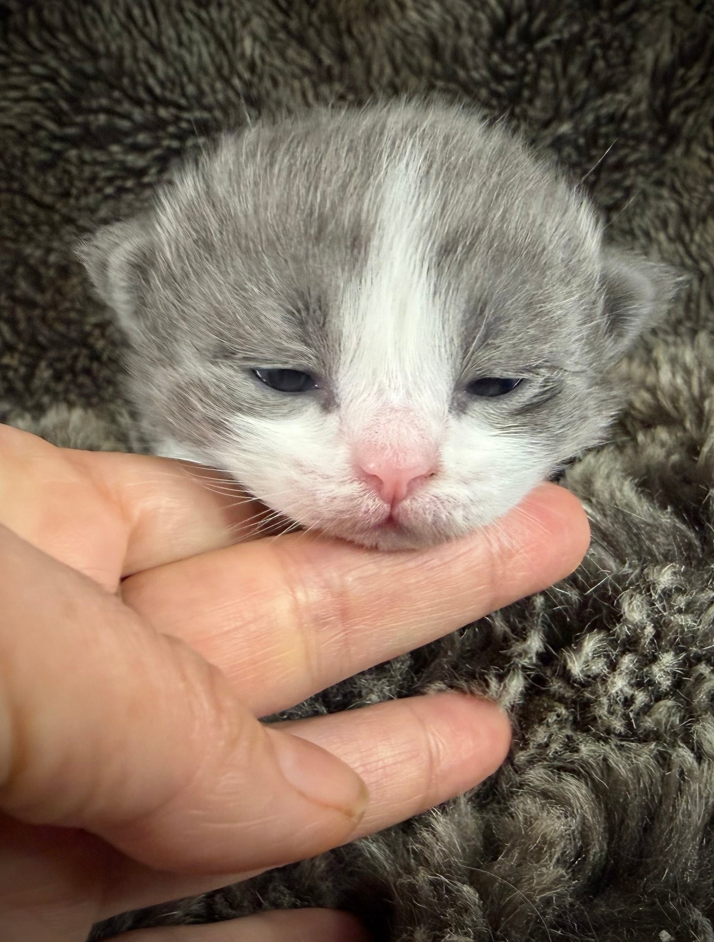 Macaroon - FEMALE  - Blue Bicolor solid