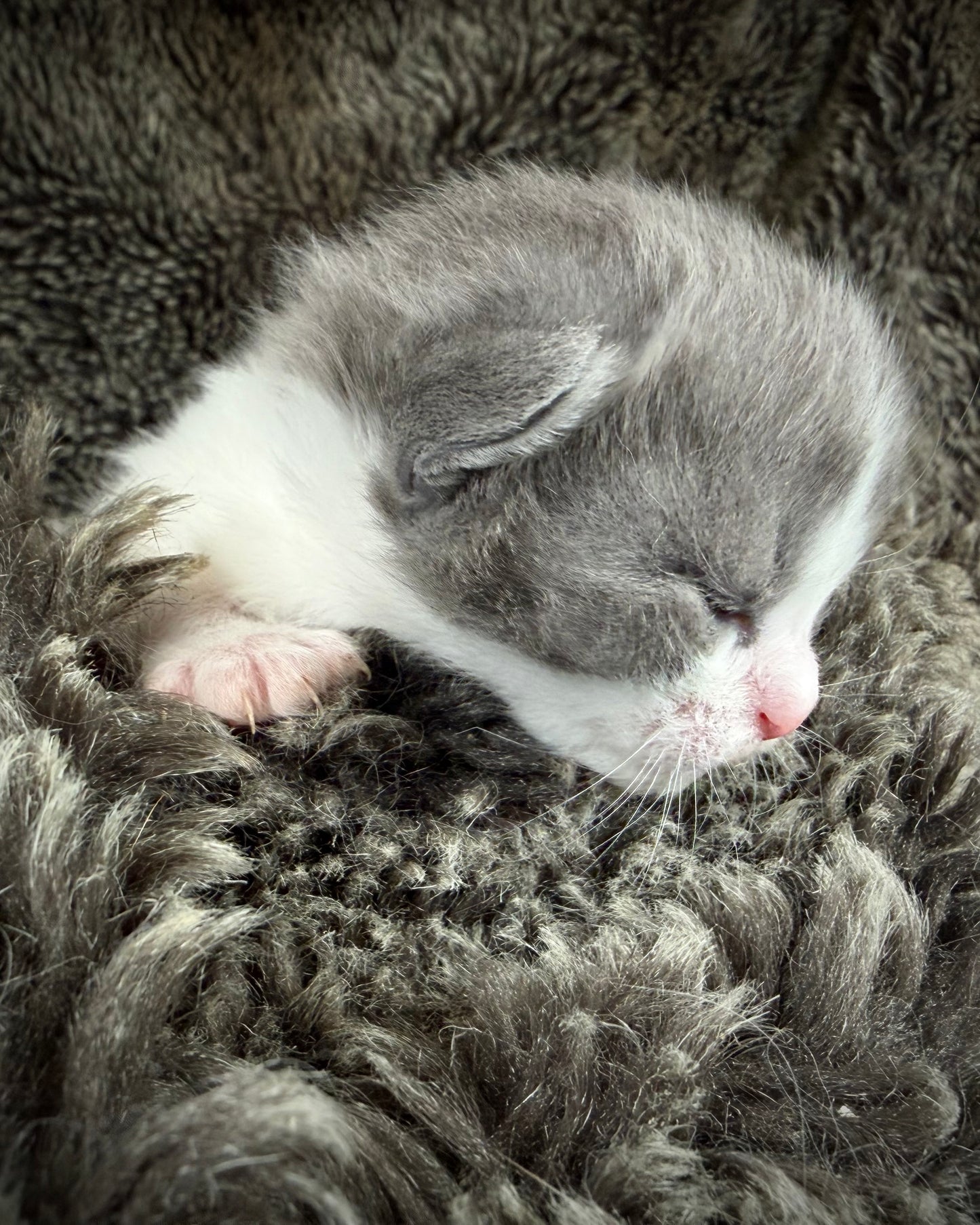 Macaroon - FEMALE  - Blue Bicolor solid