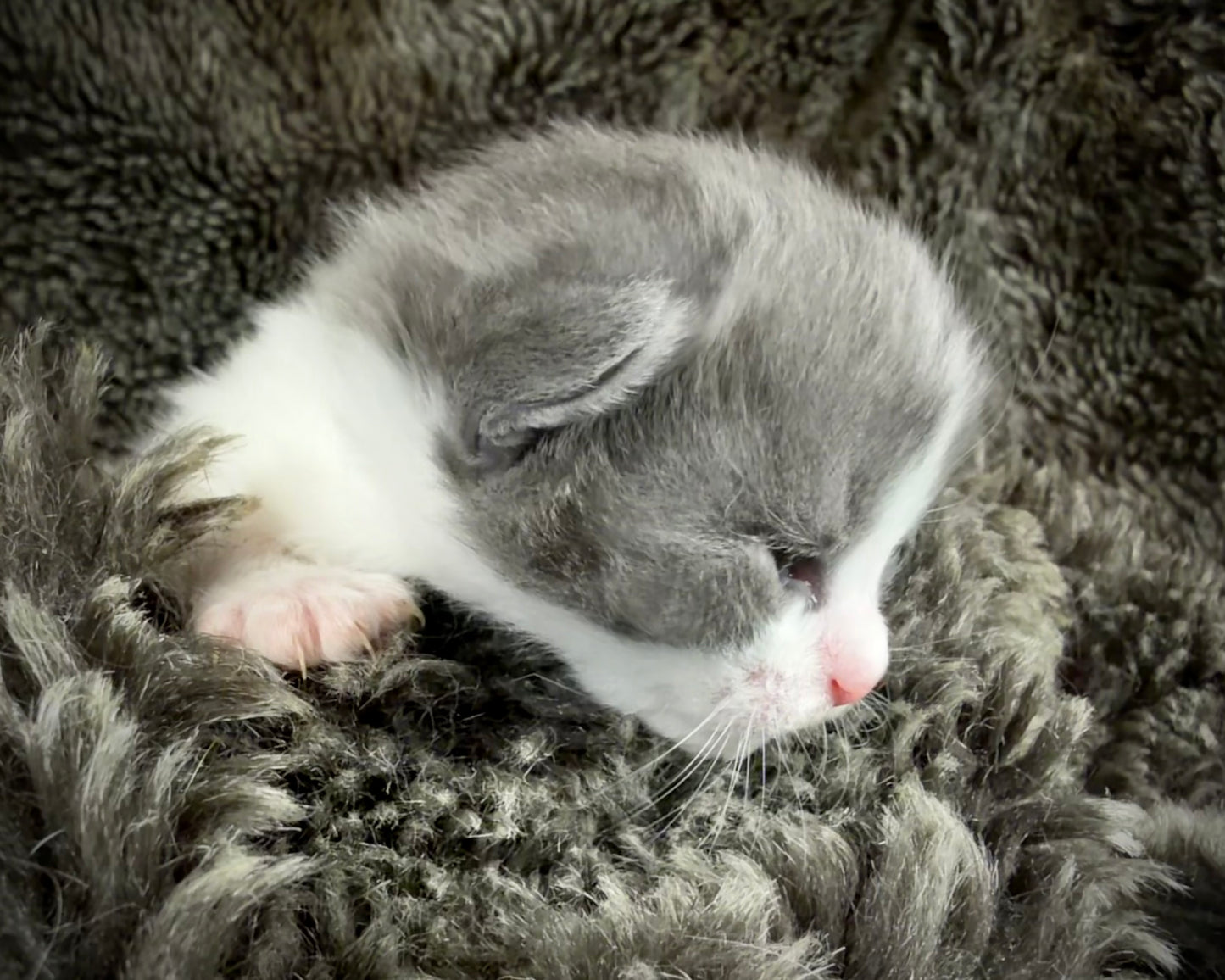 Macaroon - FEMALE  - Blue Bicolor solid