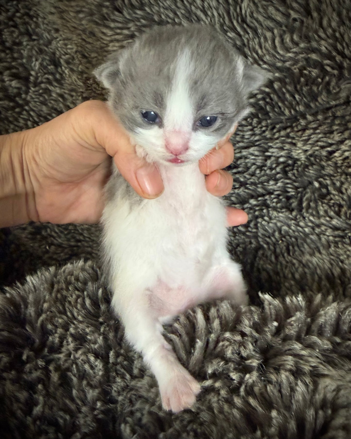 Macaroon - FEMALE  - Blue Bicolor solid