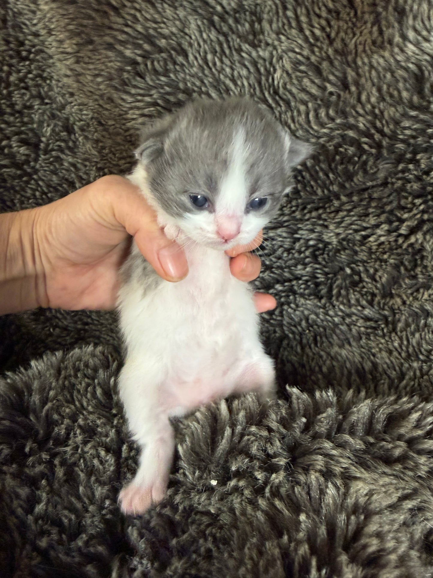 Macaroon - FEMALE  - Blue Bicolor solid