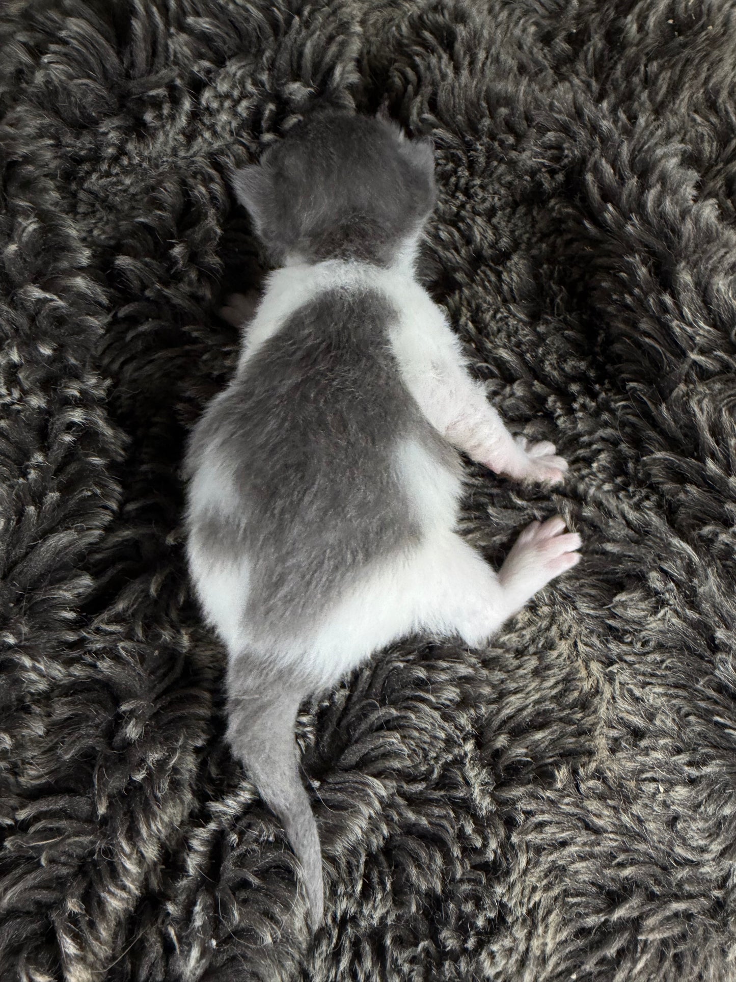 Macaroon - FEMALE  - Blue Bicolor solid