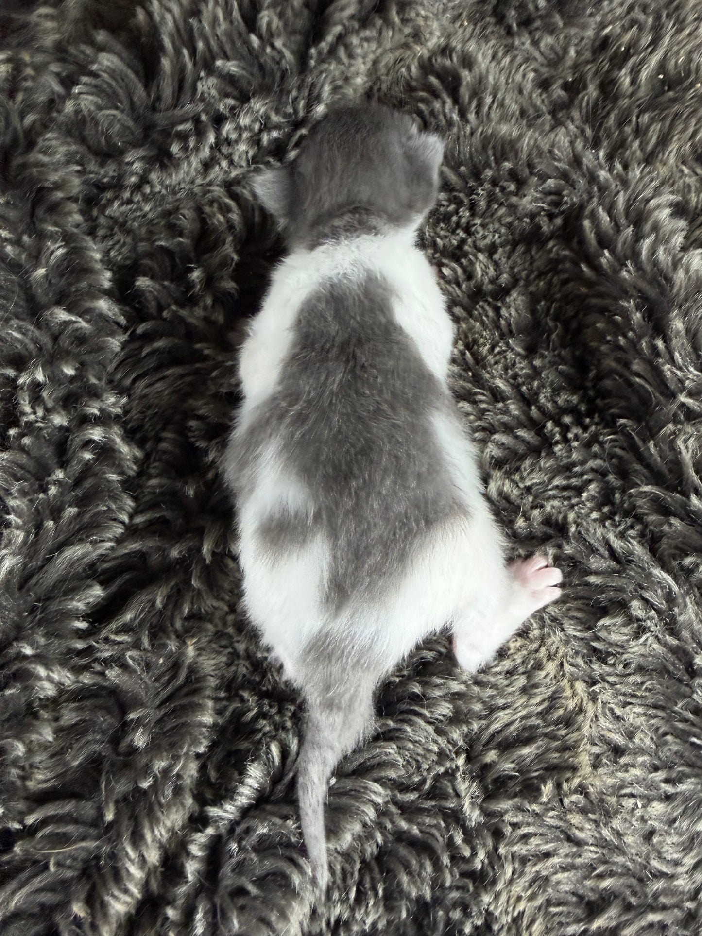 Macaroon - FEMALE  - Blue Bicolor solid