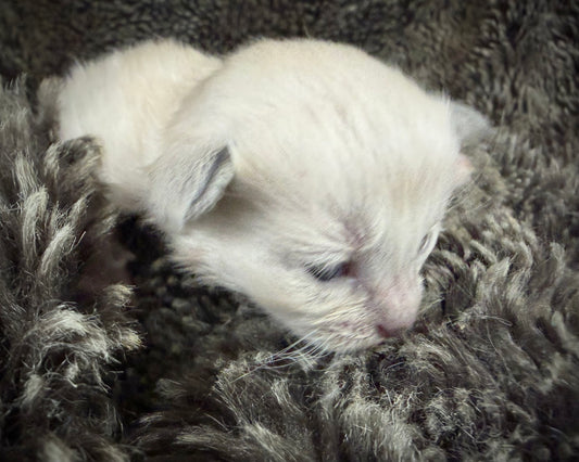 Snickerdoodle  - MALE  - lilac solid/sepia