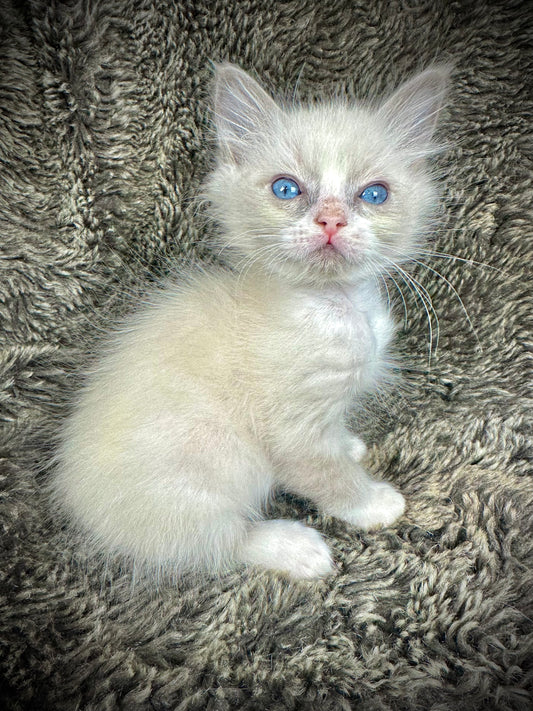 Frosty - MALE - available Jan 18 2025