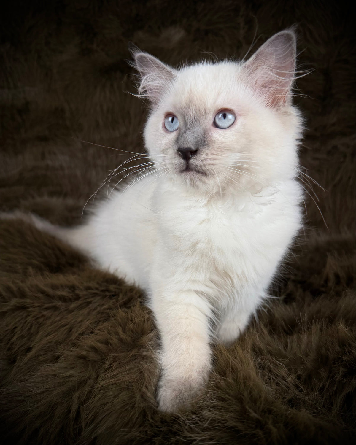 Țrinity  Blue Cream Tortie - TRADITIONAL FEMALE