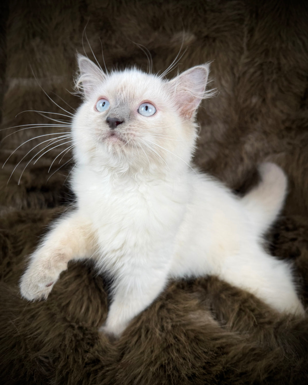Țrinity  Blue Cream Tortie - TRADITIONAL FEMALE