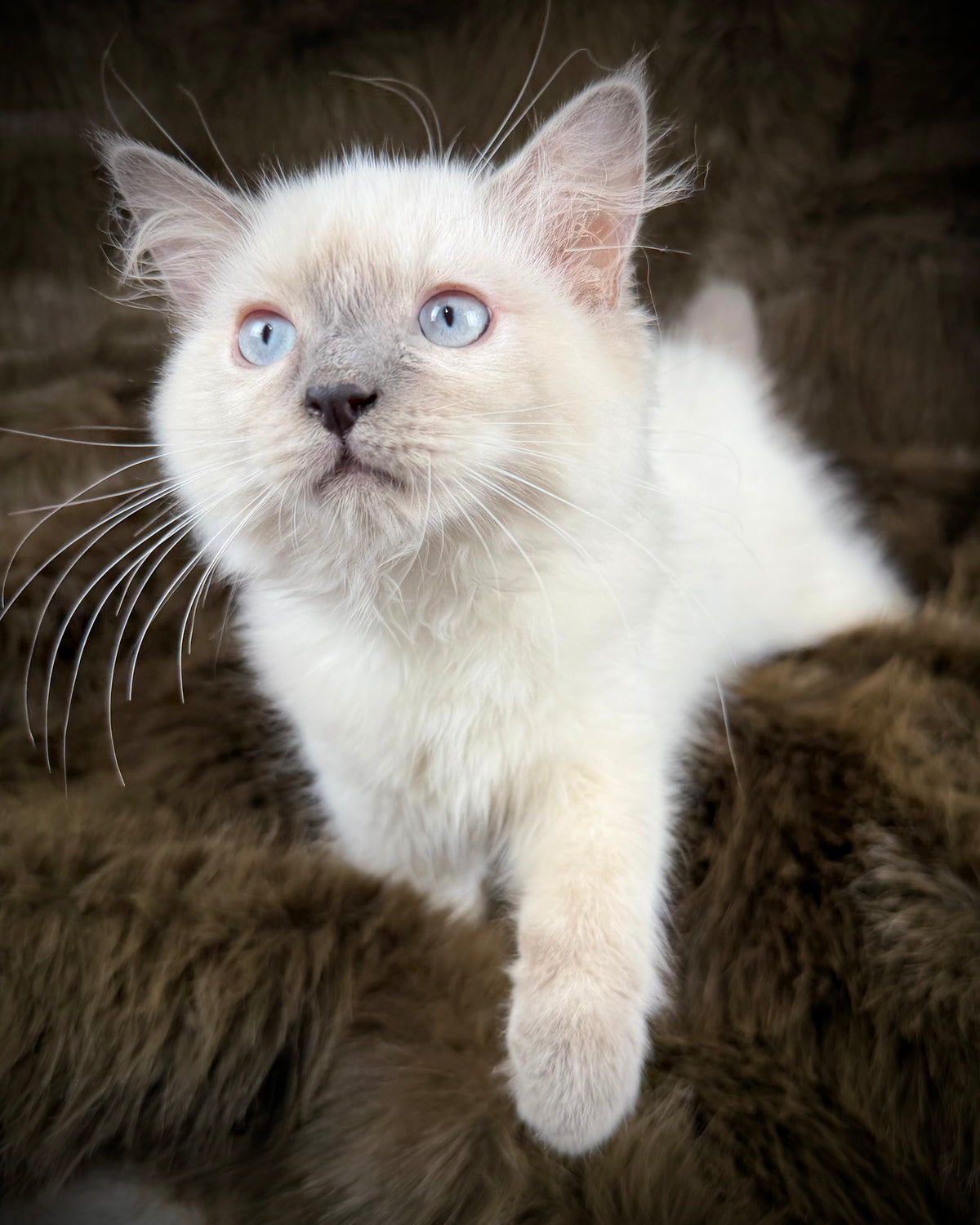 Țrinity  Blue Cream Tortie - TRADITIONAL FEMALE