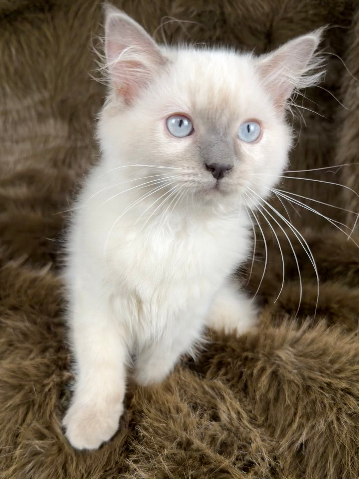 Țrinity  Blue Cream Tortie - TRADITIONAL FEMALE