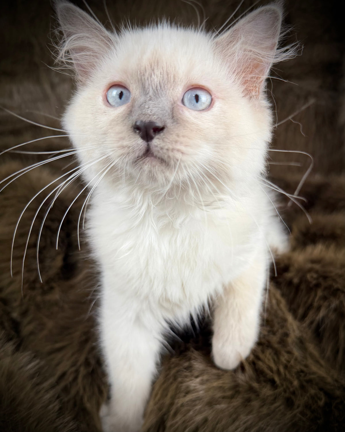Țrinity  Blue Cream Tortie - TRADITIONAL FEMALE