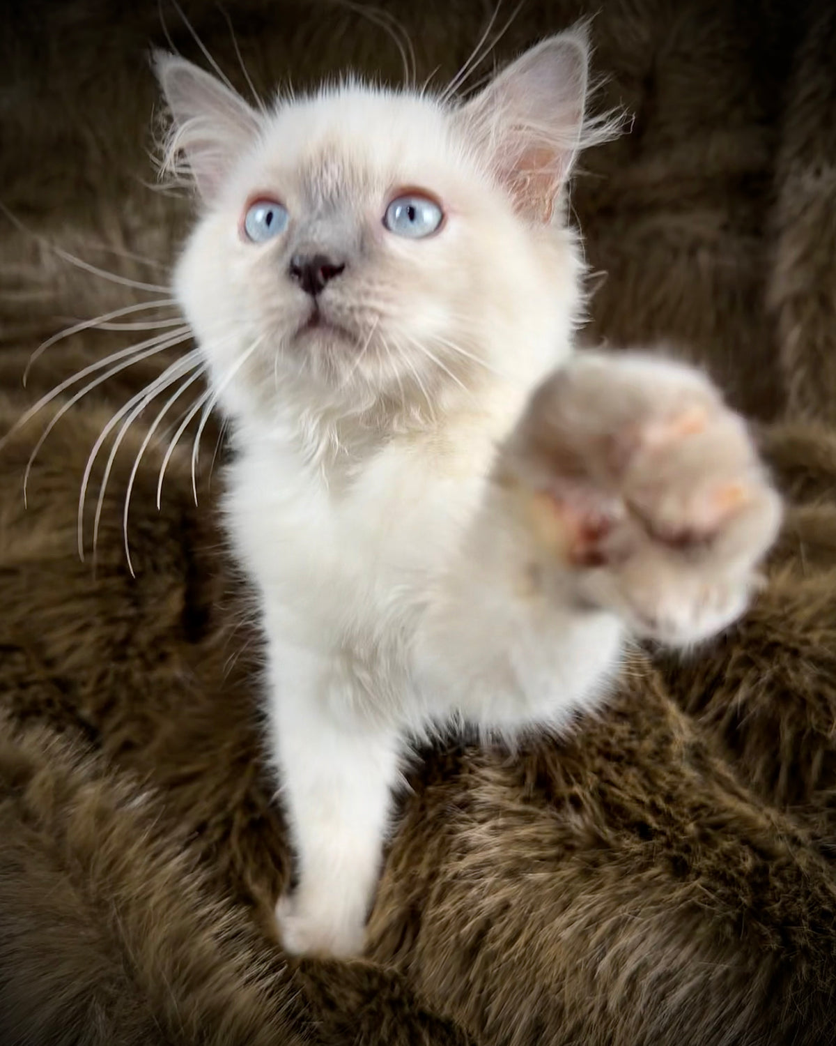 Țrinity  Blue Cream Tortie - TRADITIONAL FEMALE