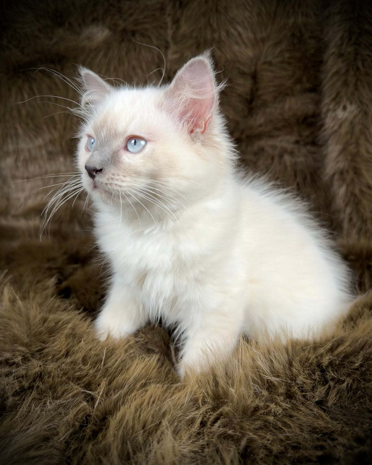 Țrinity  Blue Cream Tortie - TRADITIONAL FEMALE