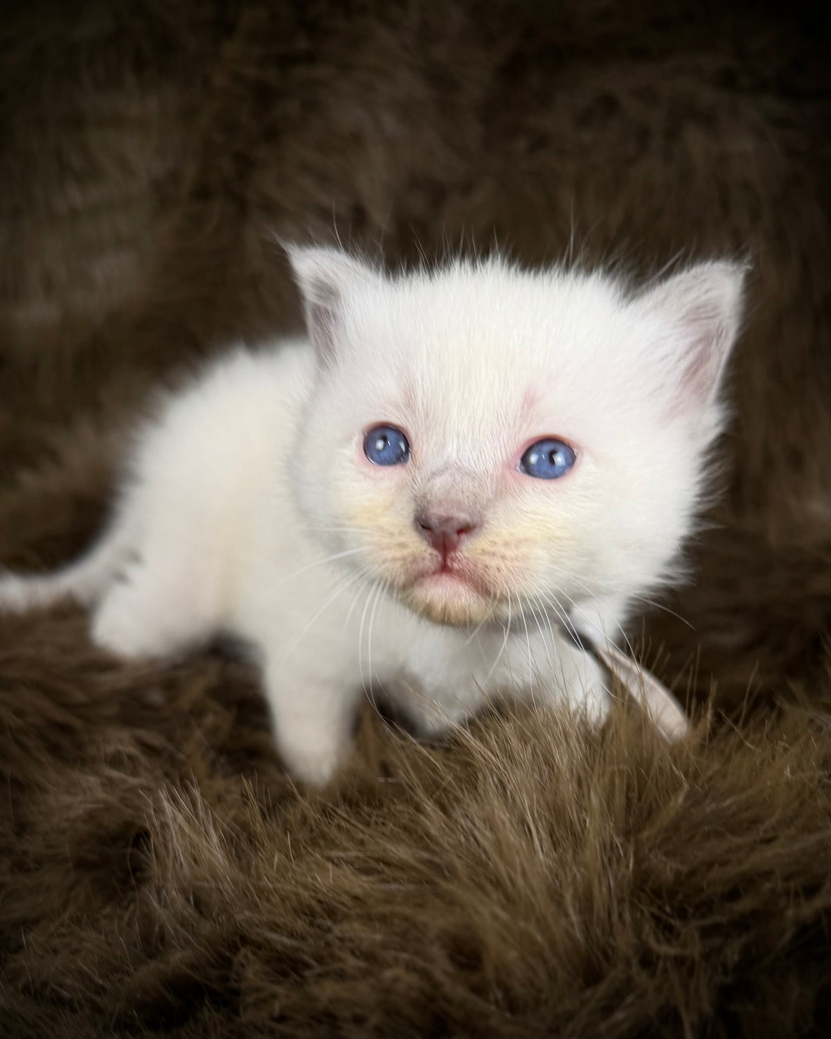Orion  - Blue point Mitted - TRADITIONAL MALE