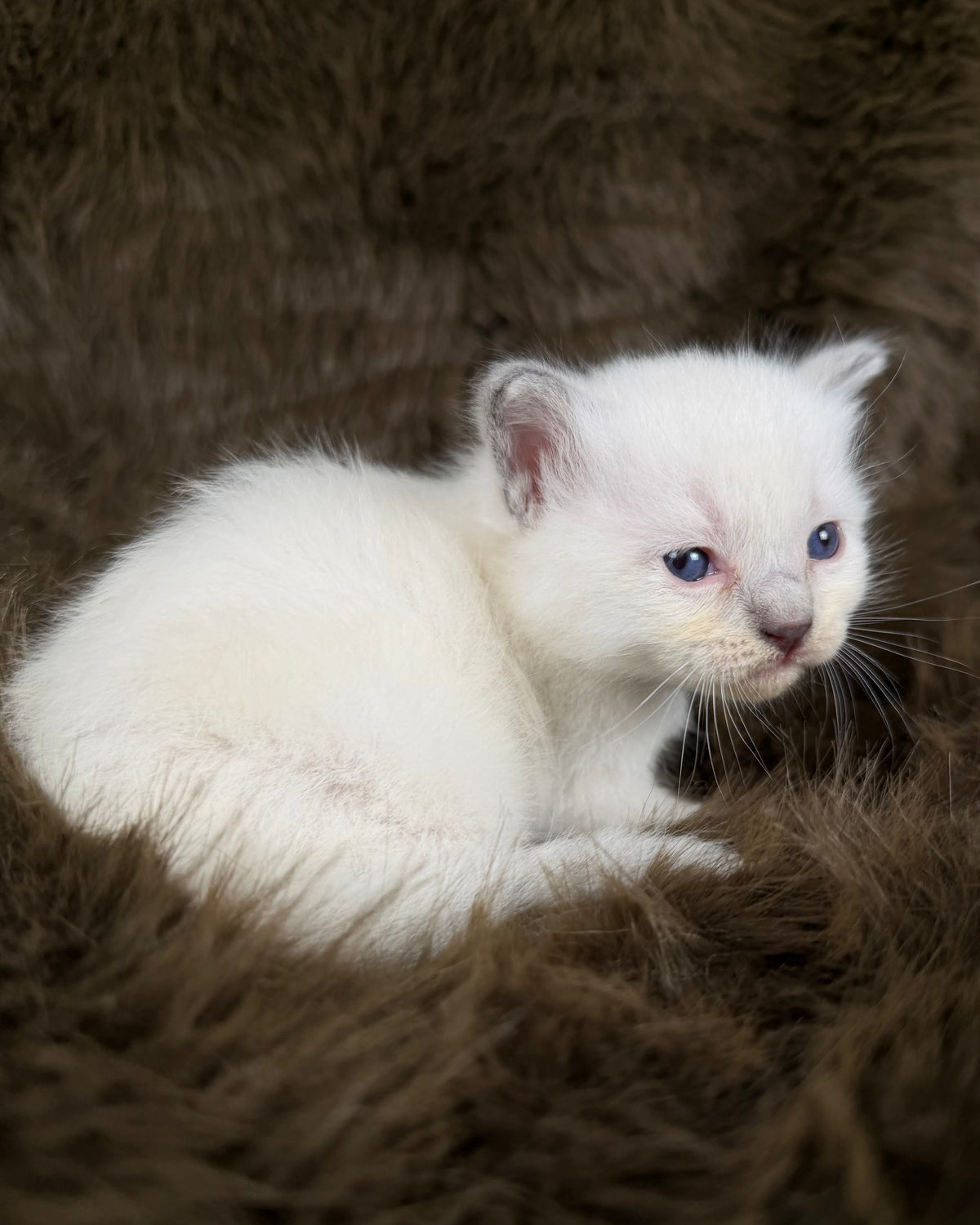 Orion  - Blue point Mitted - TRADITIONAL MALE