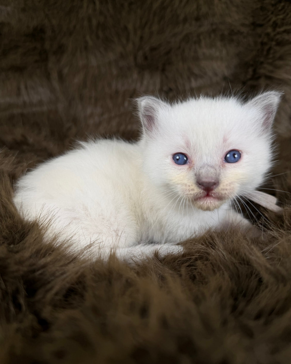 Orion  - Blue point Mitted - TRADITIONAL MALE