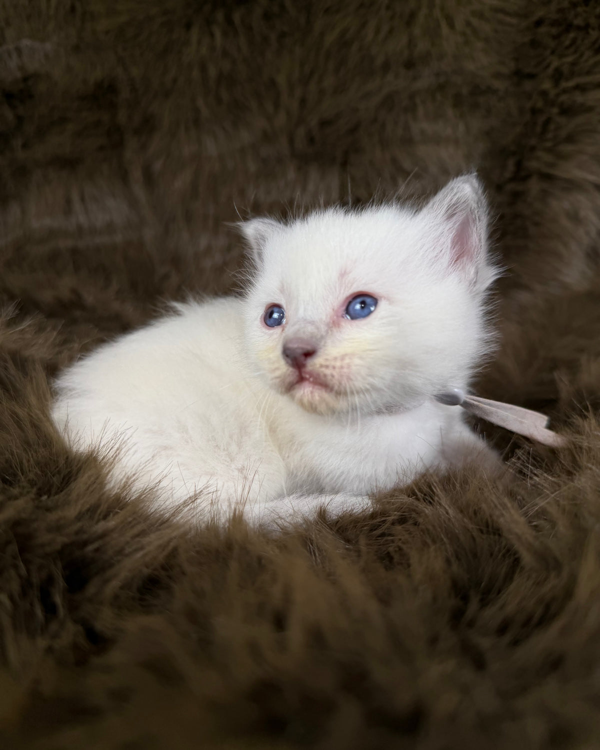 Orion  - Blue point Mitted - TRADITIONAL MALE