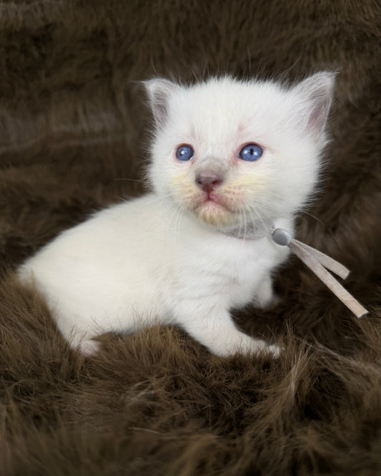 Orion  - Blue point Mitted - TRADITIONAL MALE