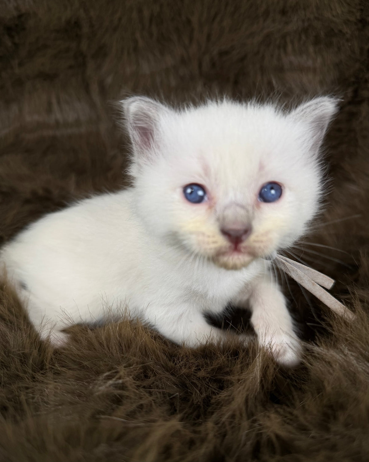 Orion  - Blue point Mitted - TRADITIONAL MALE