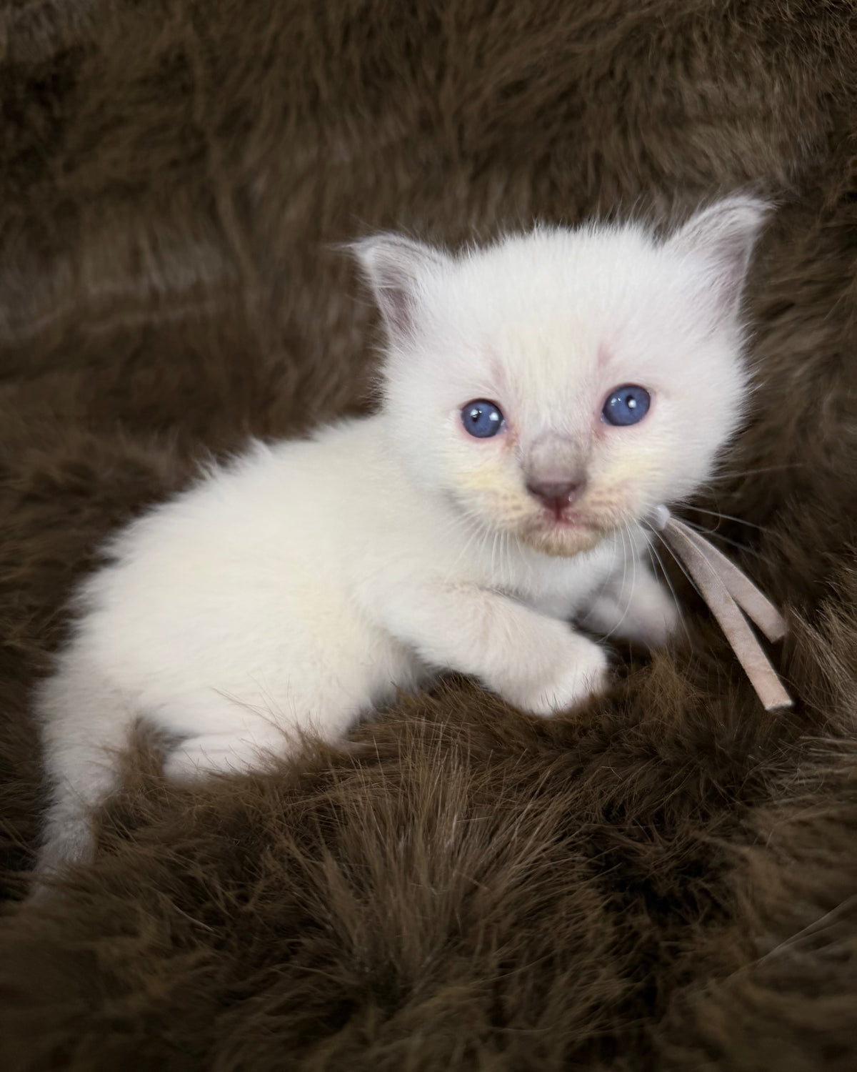 Orion  - Blue point Mitted - TRADITIONAL MALE