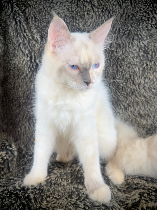 Zelda  - chocolate/cream tortie - FEMALE - AVAILABLE - 6/5/25