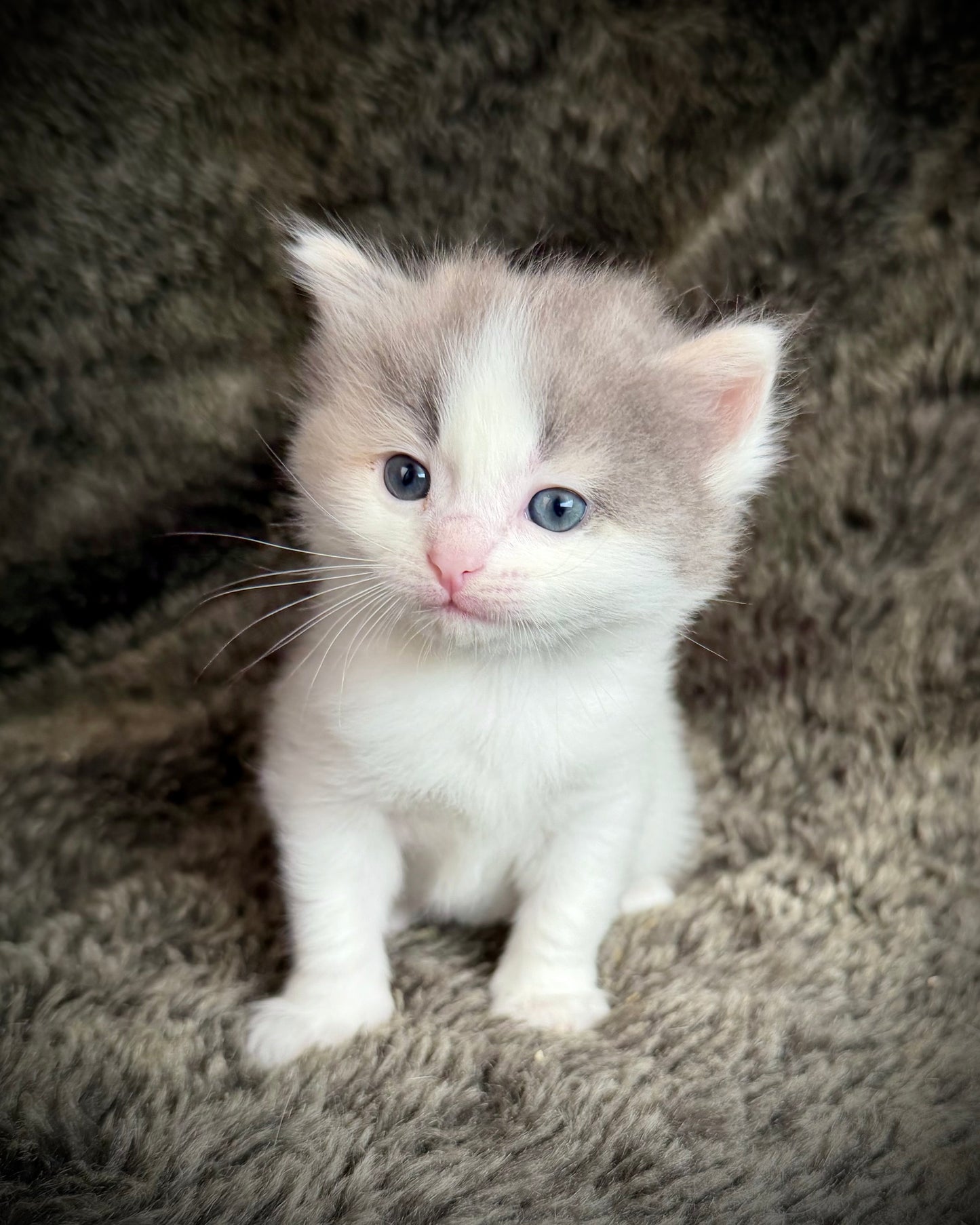 Biscotti  - FEMALE  - Blue Tortie Bicolor solid