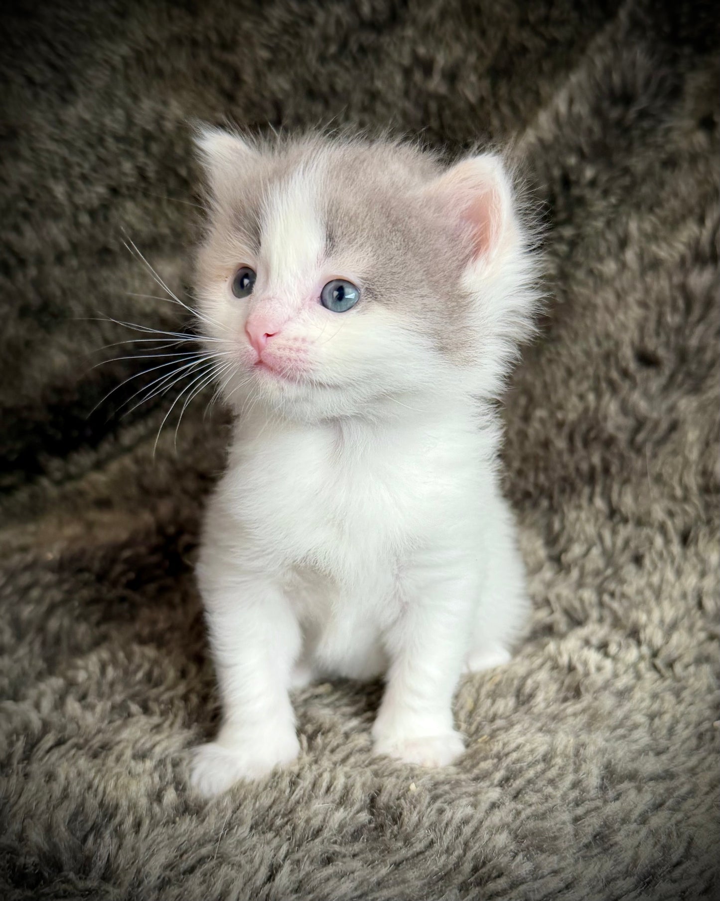 Biscotti  - FEMALE  - Blue Tortie Bicolor solid