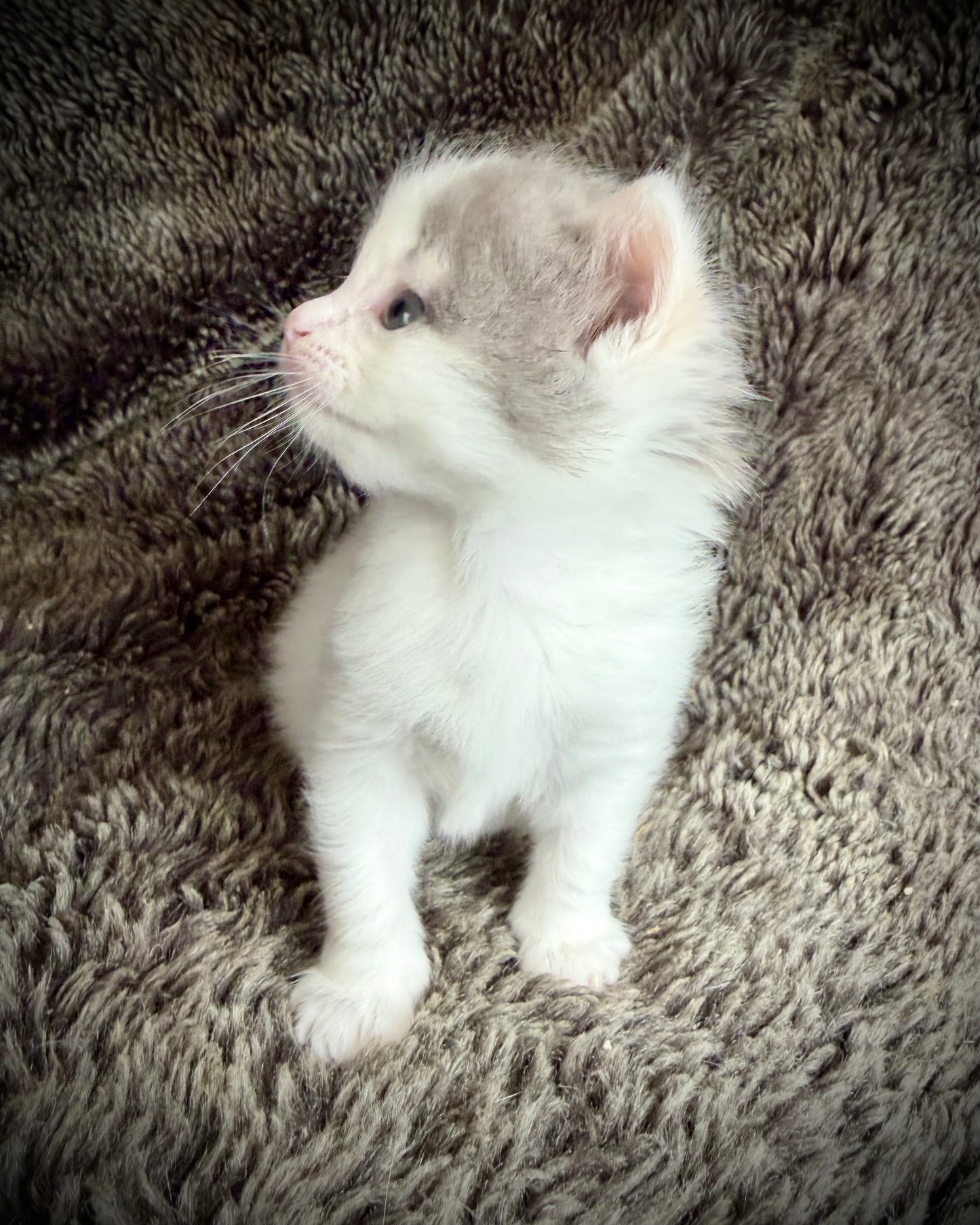 Biscotti  - FEMALE  - Blue Tortie Bicolor solid