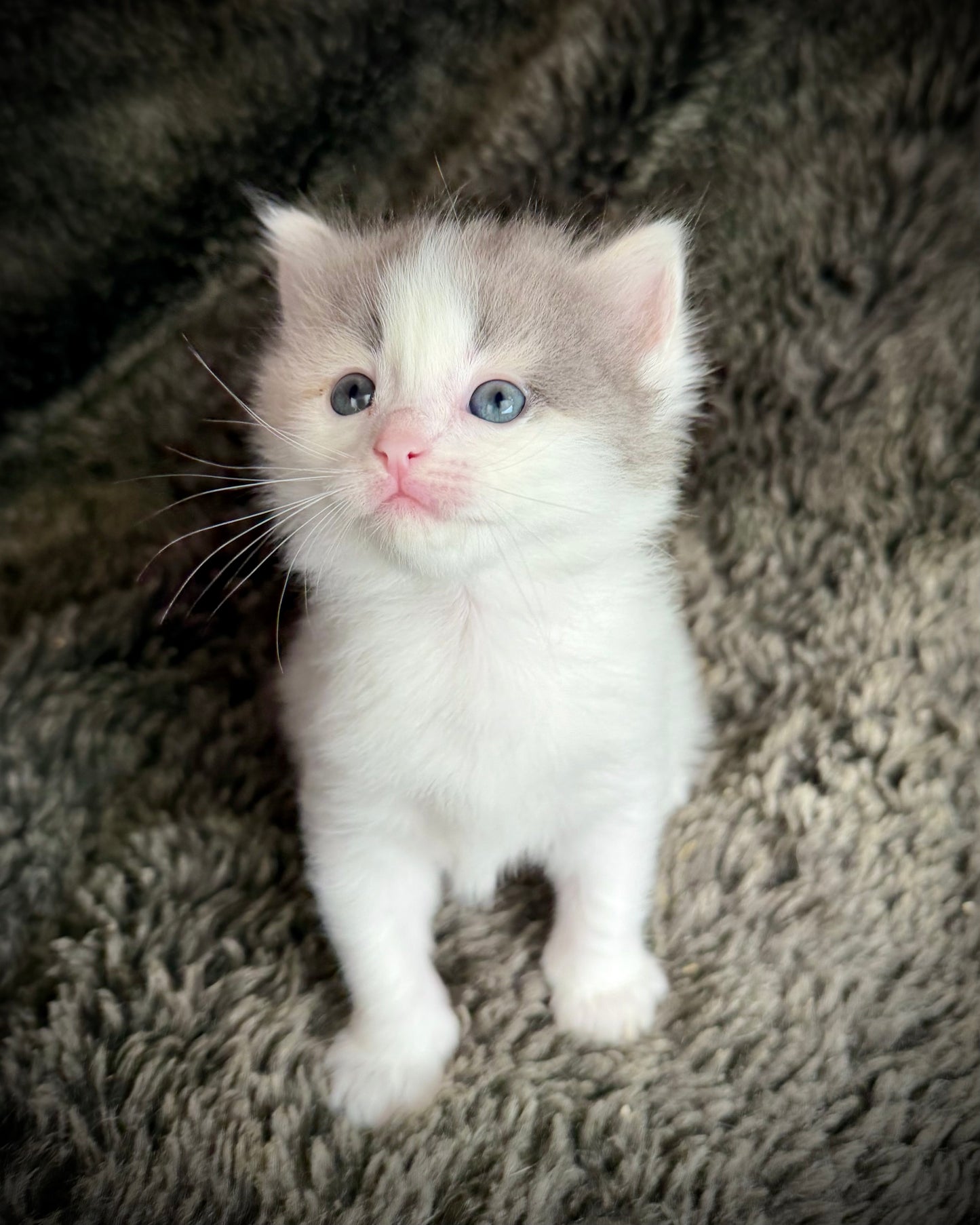 Biscotti  - FEMALE  - Blue Tortie Bicolor solid