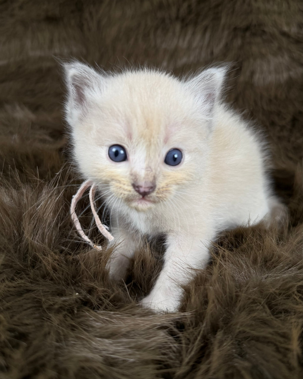 Electra - Seal Sepia tortie mitted - CHERUBIM  FEMALE
