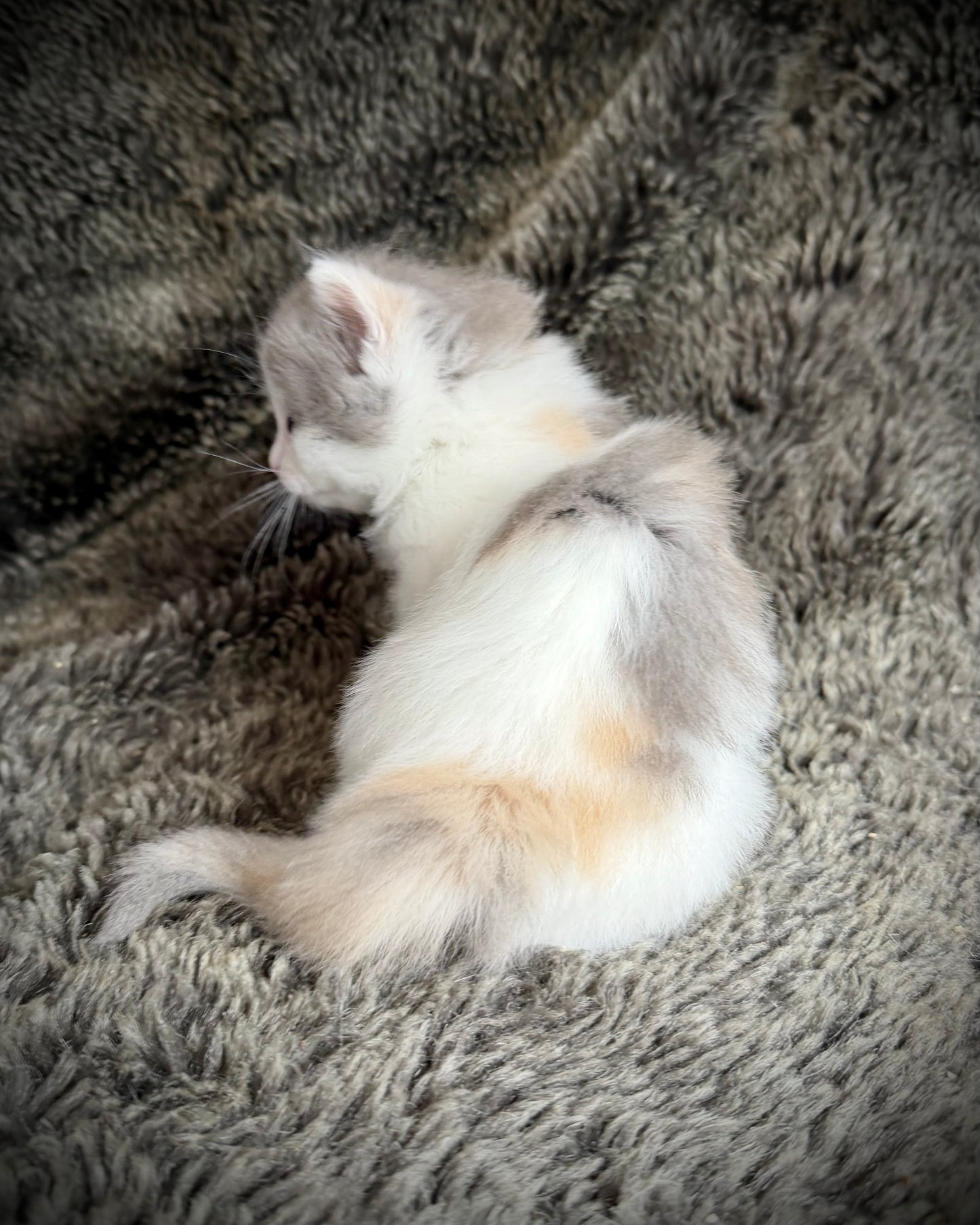 Biscotti  - FEMALE  - Blue Tortie Bicolor solid