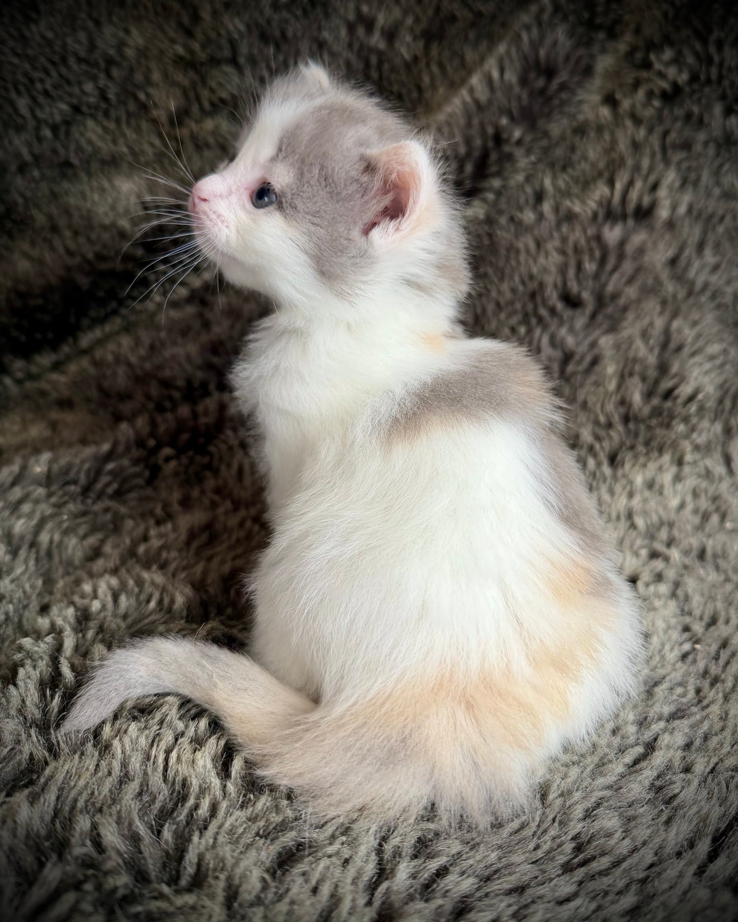 Biscotti  - FEMALE  - Blue Tortie Bicolor solid