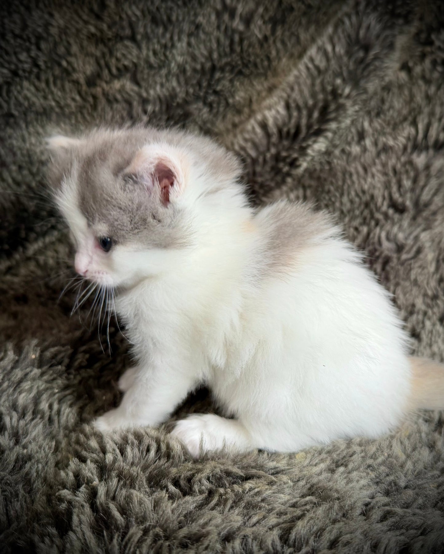 Biscotti  - FEMALE  - Blue Tortie Bicolor solid