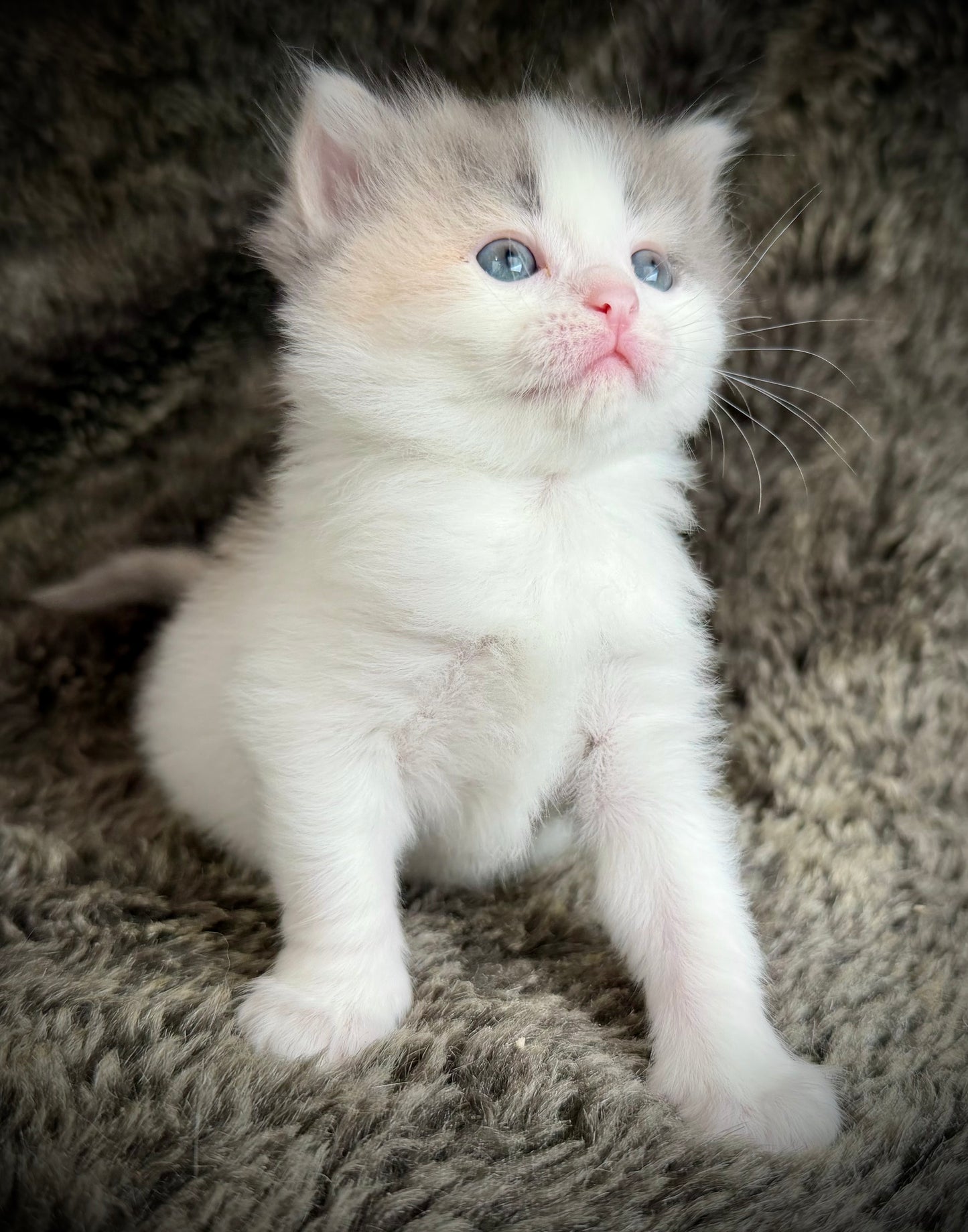 Biscotti  - FEMALE  - Blue Tortie Bicolor solid