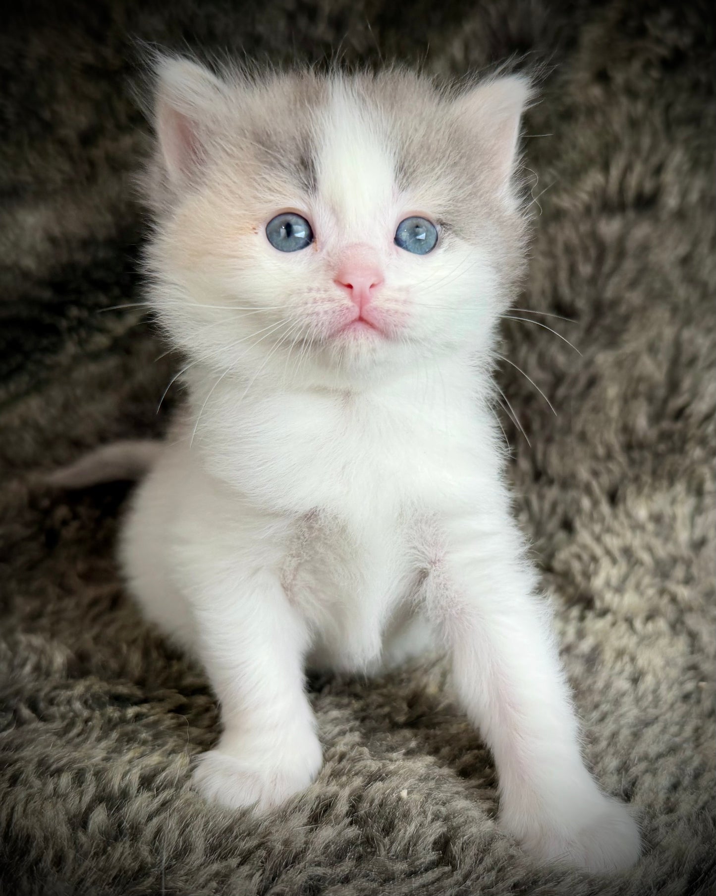 Biscotti  - FEMALE  - Blue Tortie Bicolor solid