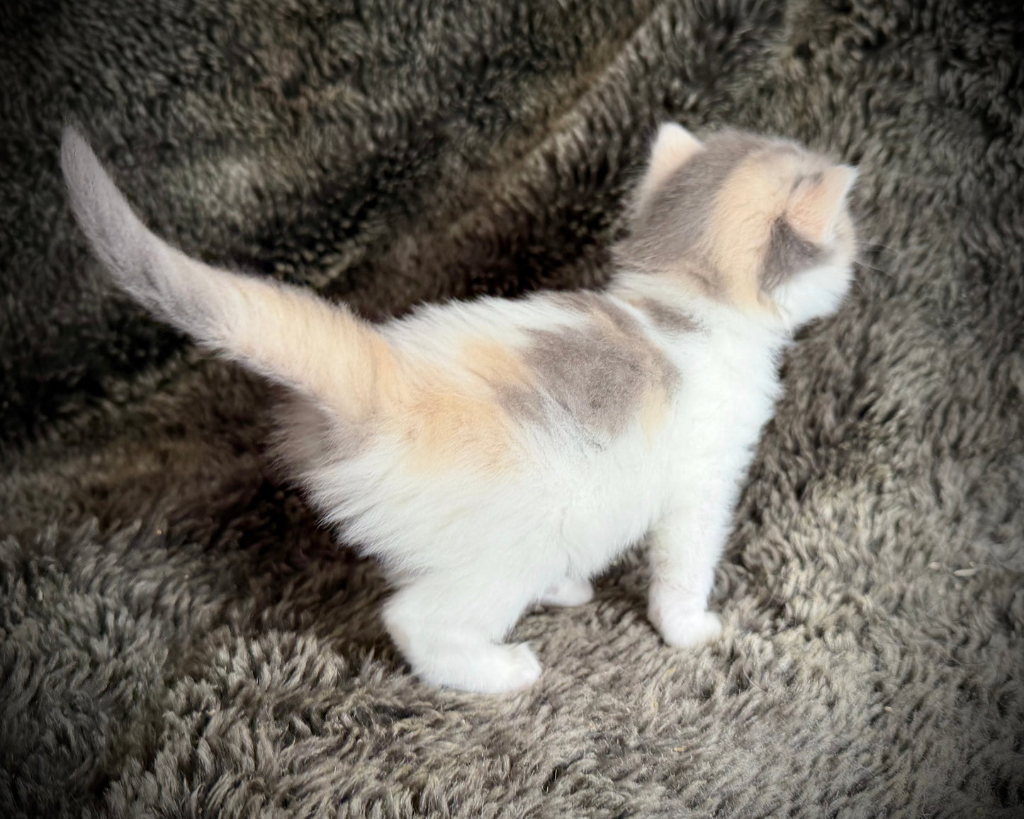 Biscotti  - FEMALE  - Blue Tortie Bicolor solid