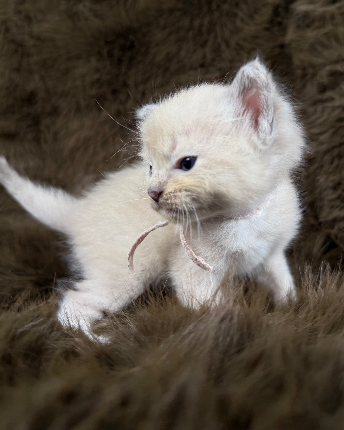 Electra - Seal Sepia tortie mitted - CHERUBIM  FEMALE
