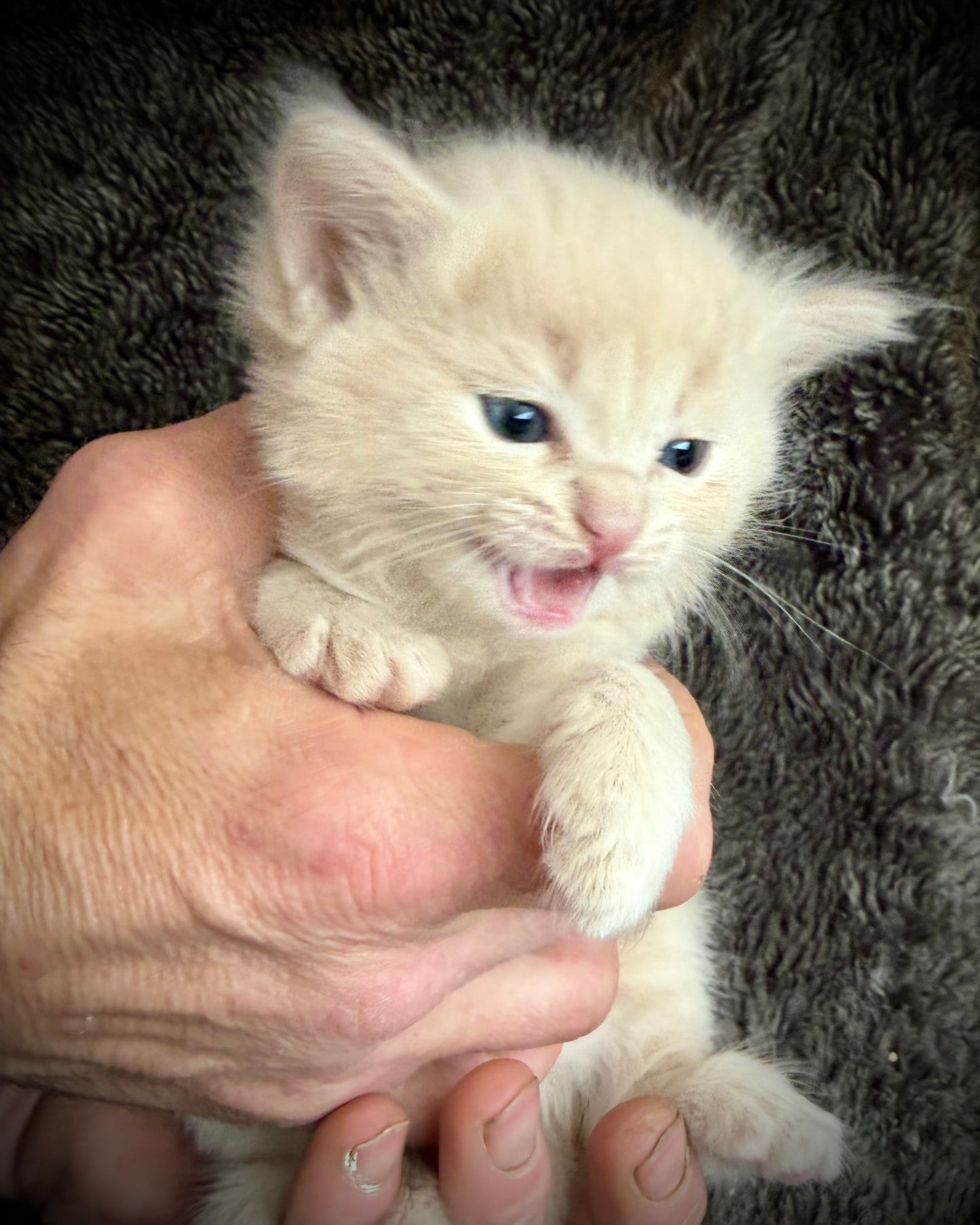 Ginger snap  - MALE  - Flame/cream solid
