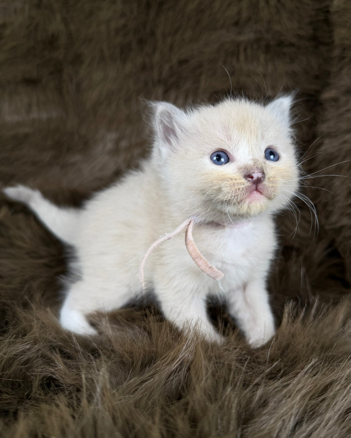 Electra - Seal Sepia tortie mitted - CHERUBIM  FEMALE