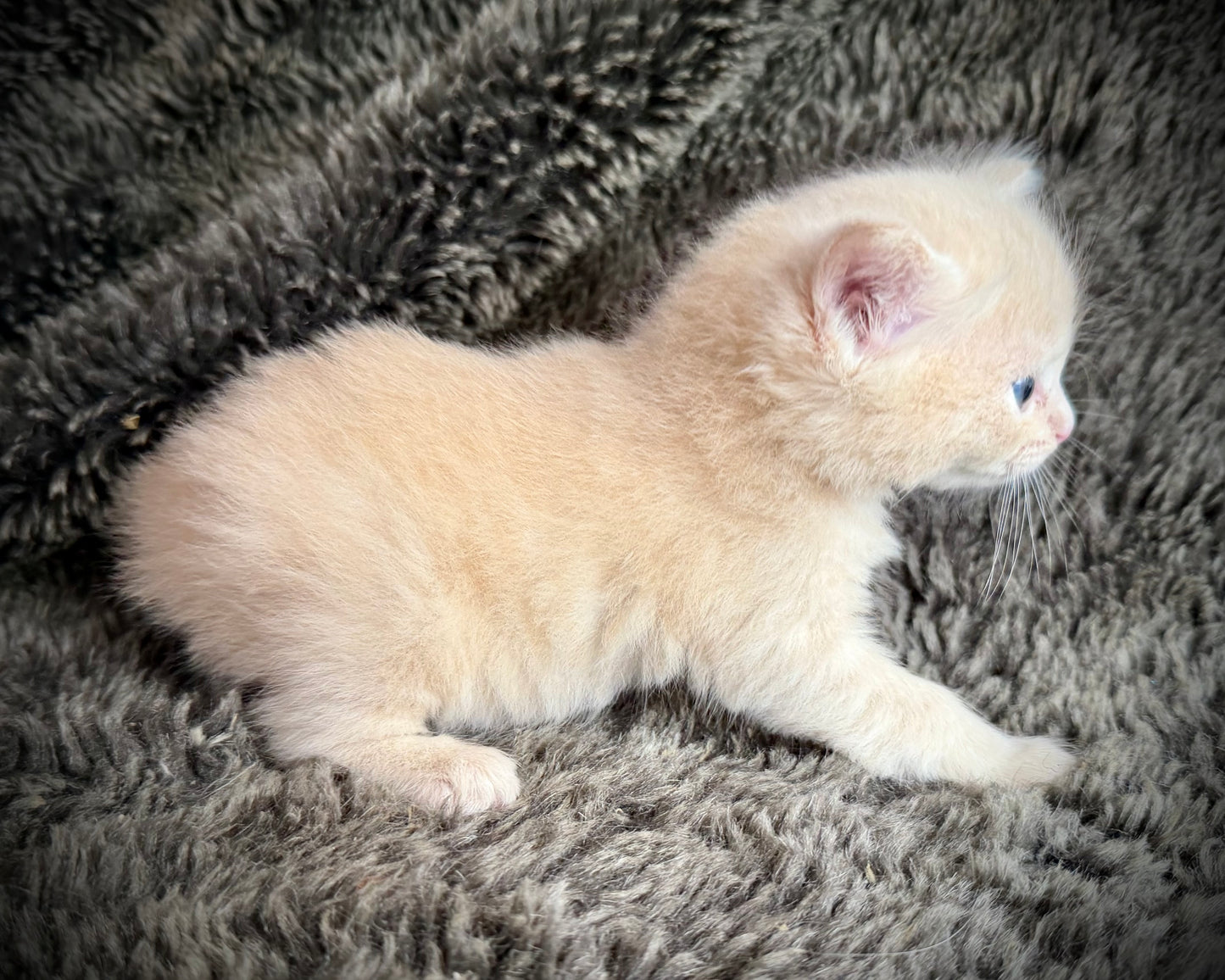 Ginger snap  - MALE  - Flame/cream solid
