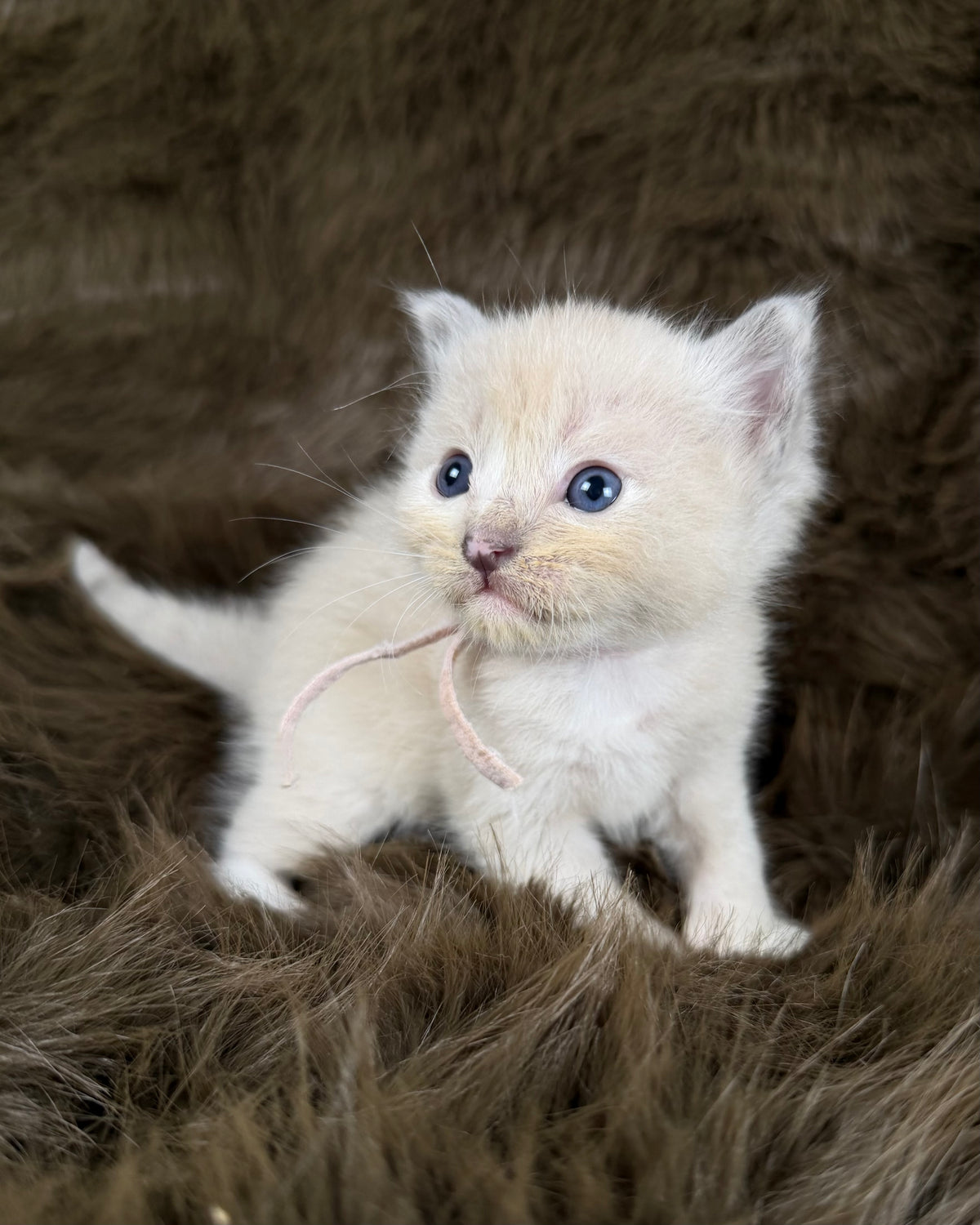 Electra - Seal Sepia tortie mitted - CHERUBIM  FEMALE