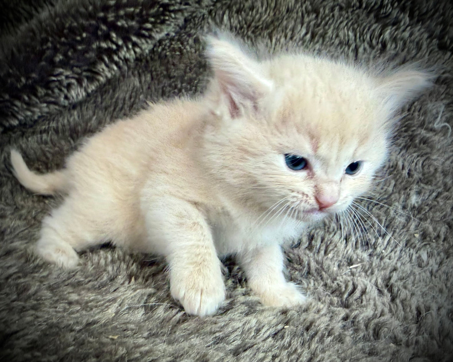 Ginger snap  - MALE  - Flame/cream solid