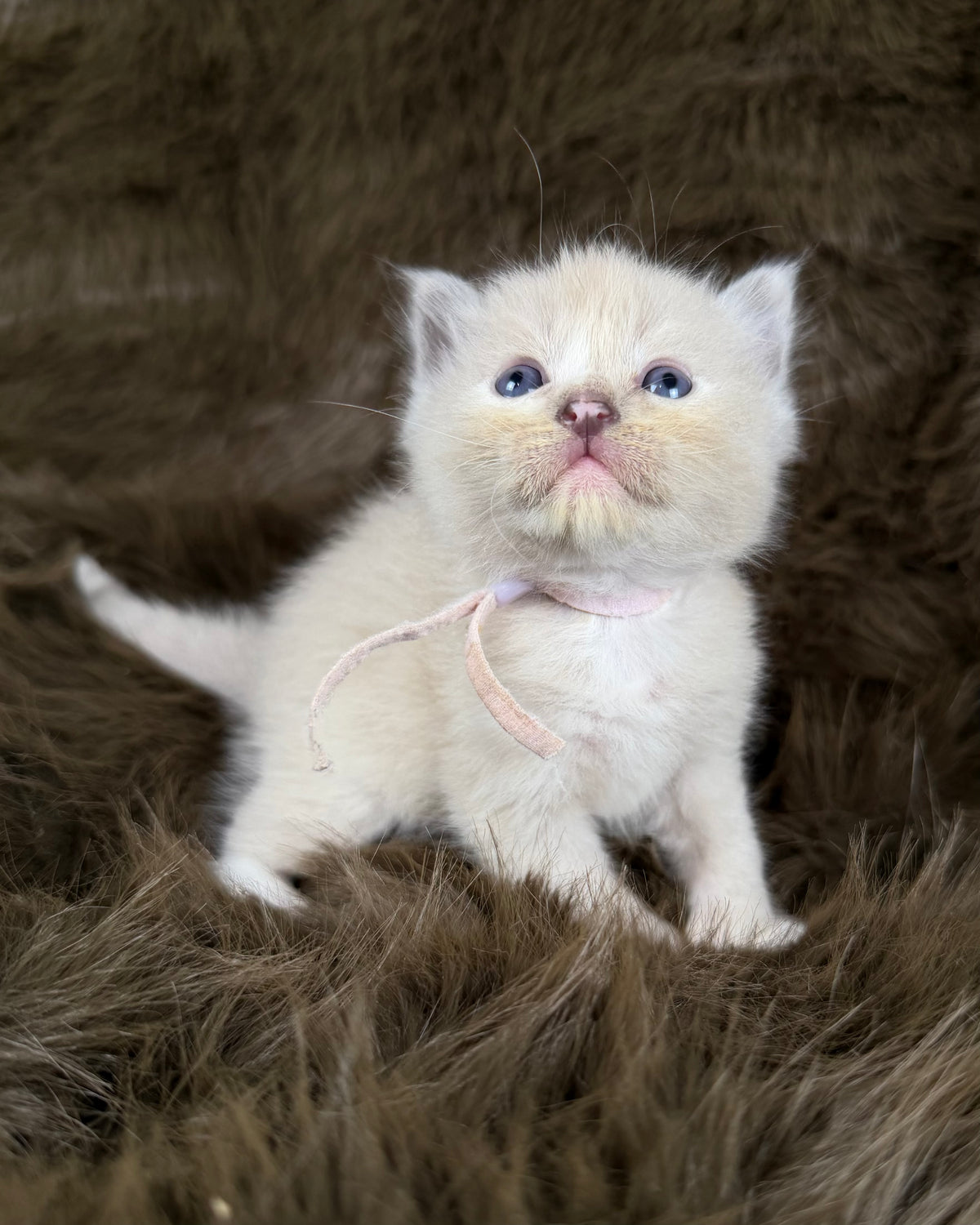 Electra - Seal Sepia tortie mitted - CHERUBIM  FEMALE