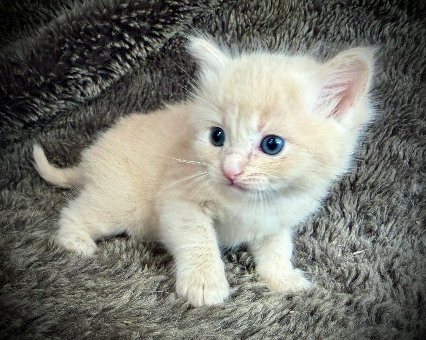 Ginger snap  - MALE  - Flame/cream solid