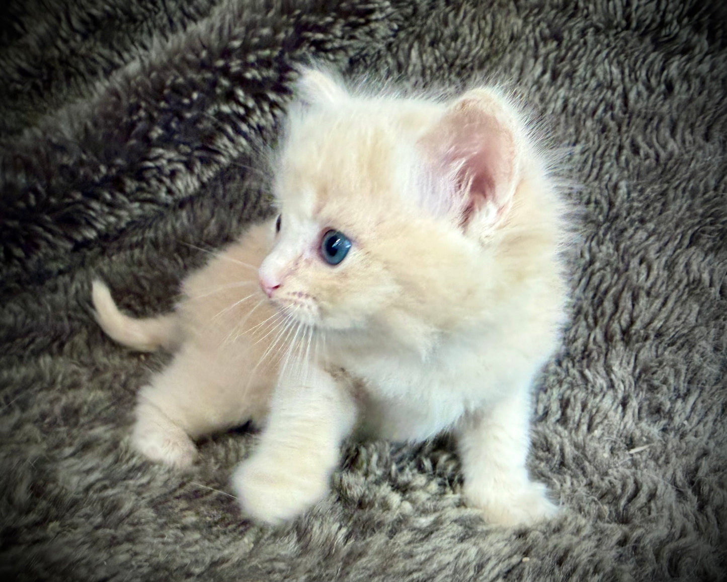 Ginger snap  - MALE  - Flame/cream solid