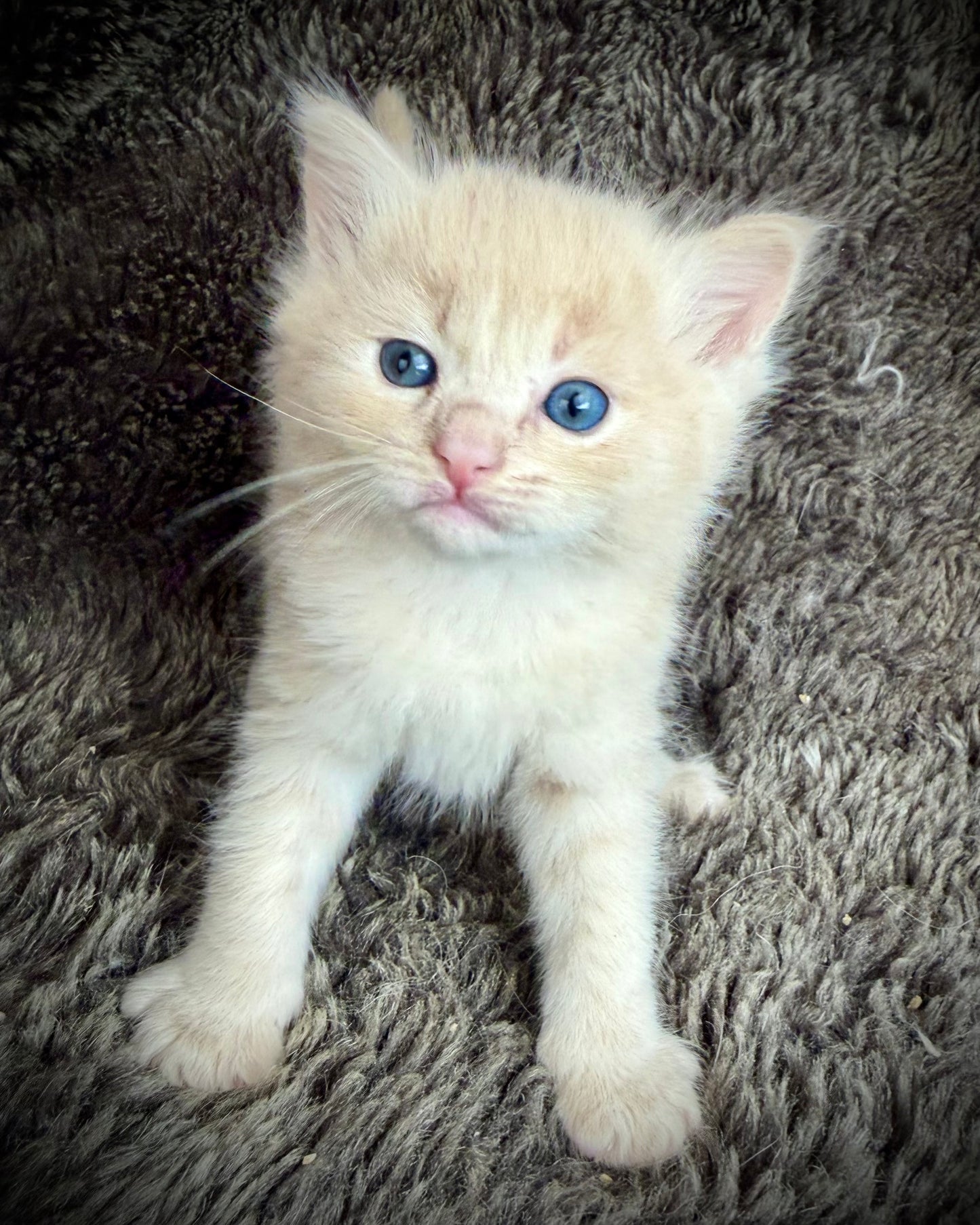 Ginger snap  - MALE  - Flame/cream solid