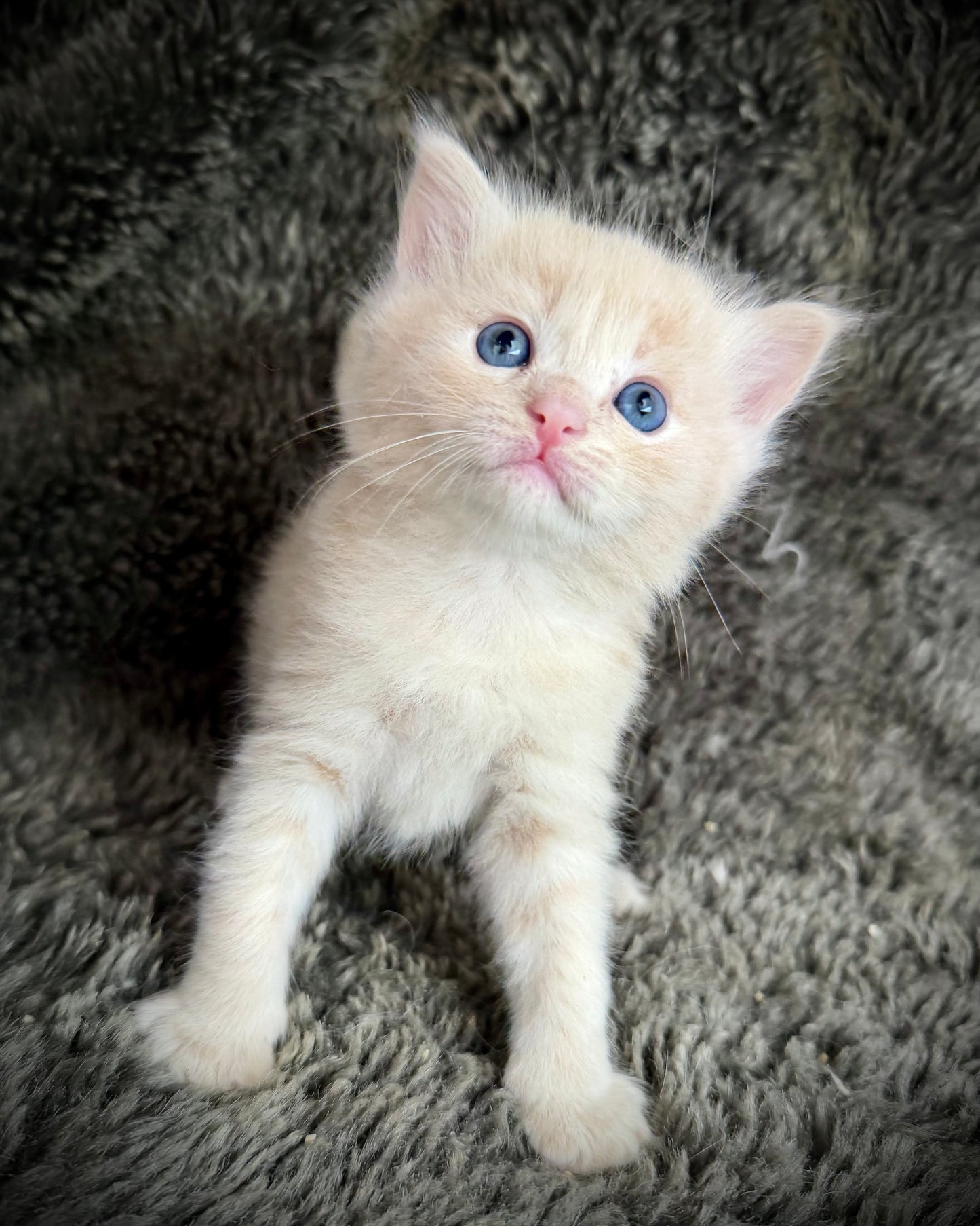 Ginger snap  - MALE  - Flame/cream solid
