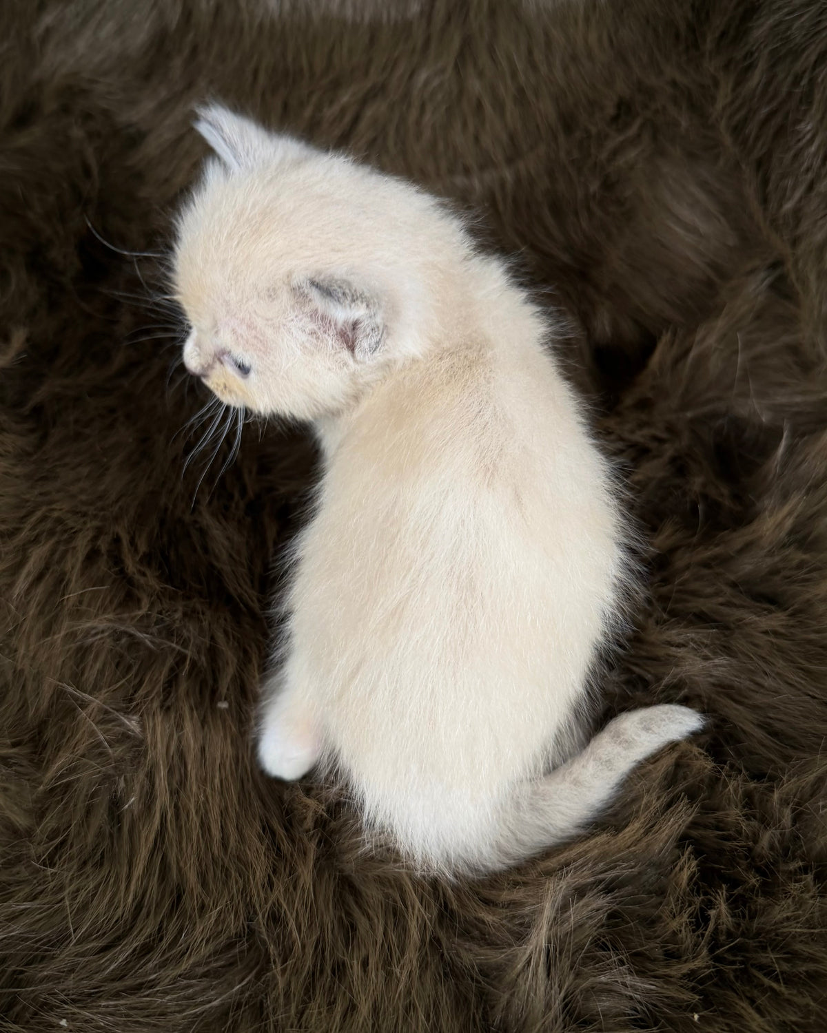Electra - Seal Sepia tortie mitted - CHERUBIM  FEMALE
