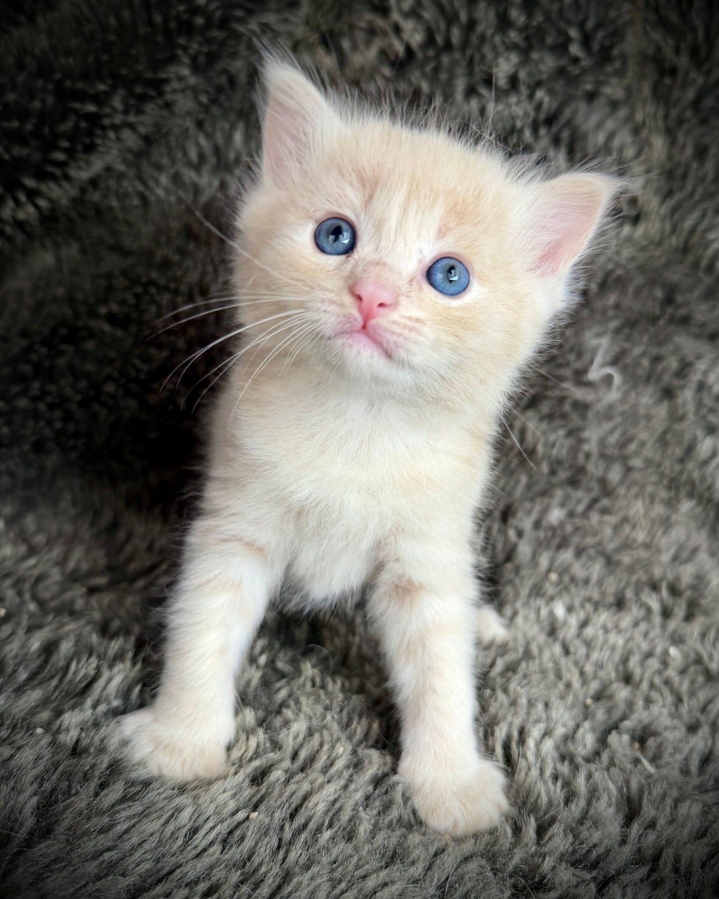 Ginger snap  - MALE  - Flame/cream solid