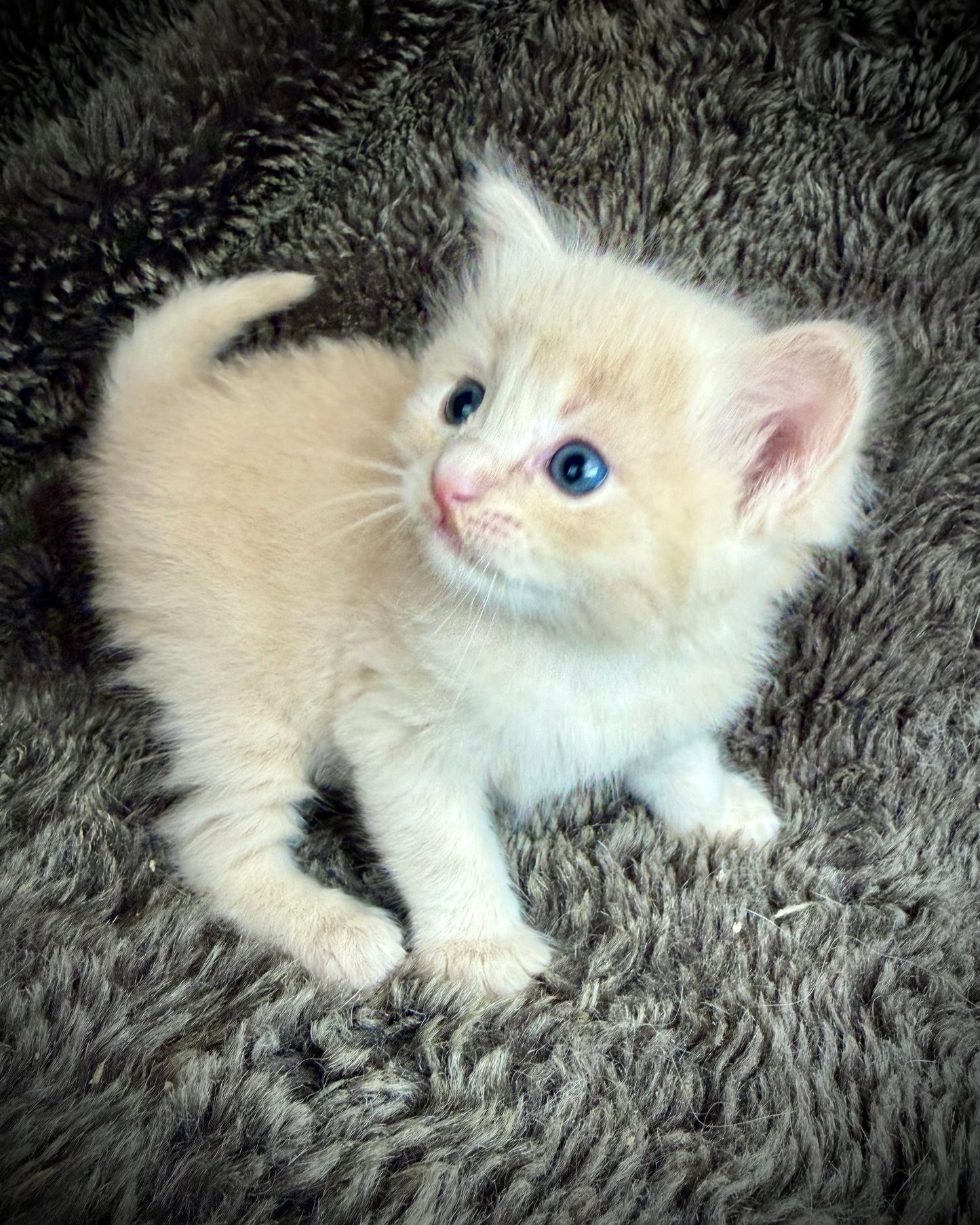 Ginger snap  - MALE  - Flame/cream solid