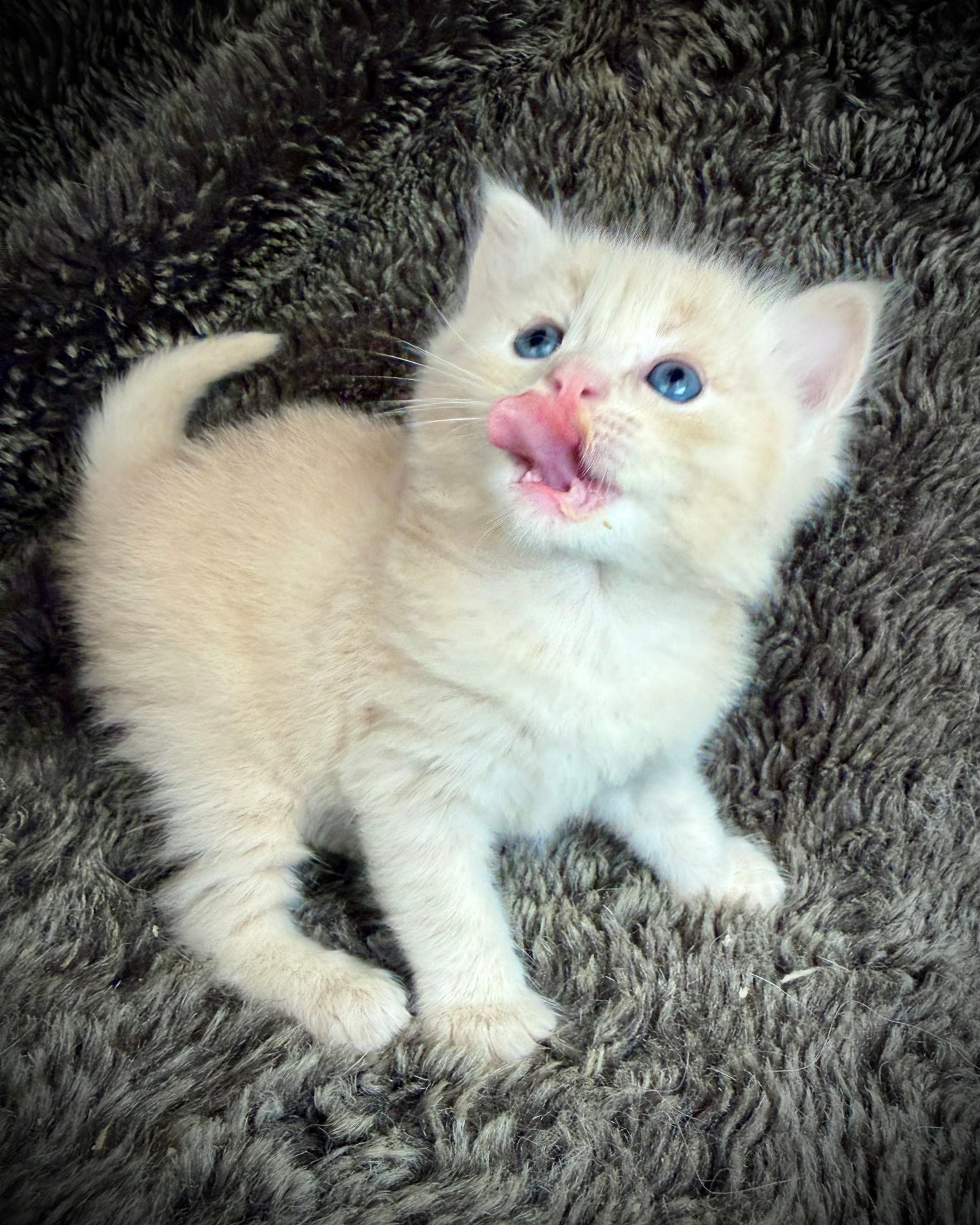 Ginger snap  - MALE  - Flame/cream solid